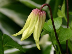 Clematis "Lady Diana"