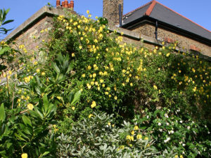 Clematis Tangutica