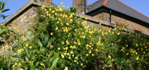 Clematis Tangutica