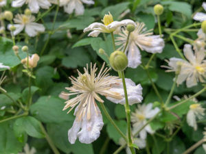 Clematis vitalba - zarte Blüten erobern Bäume