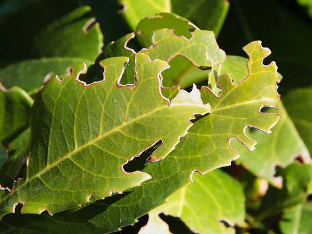 Die 7 großen 2019 Biogärtner