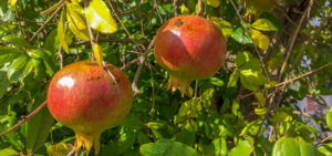 Granatapfel