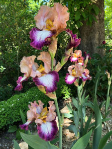 Iris-Vielfalt