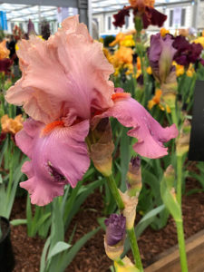 Iris "Confiture des Roses"
