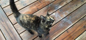 Katze