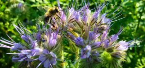 Bienenfreund (Phacaelia)