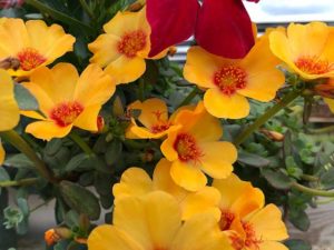 Portulakröschen