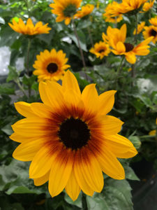Sonnenblume "Sunbelievable"
