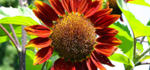 Sonnenblume in Rot