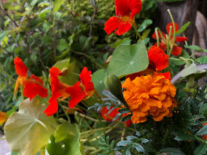 Kapuzinerkresse und Tagetes