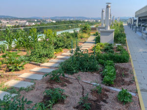 Urban Gardening im 23. Bezirk in Wien