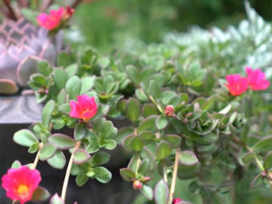Portulakröschen