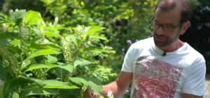 Der Biogärtner im eigenen Garten