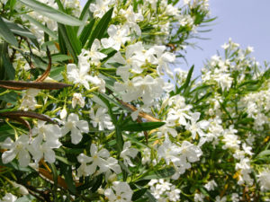 Oleander