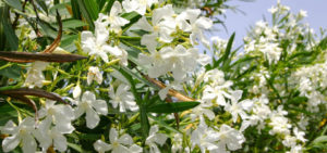 Oleander