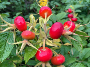 Kartoffelrose - Hagebutte