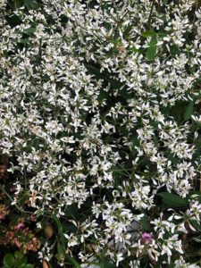 Euphorbia "Euphoria"