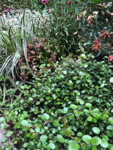 Mühlenbeckia