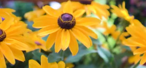 Rudbeckia "Sunny Smiley"