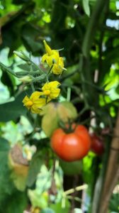 Tomate und Tomatenblüte