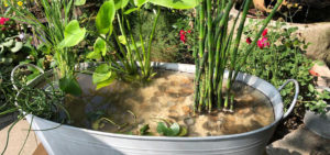 Wassergarten, Mini-Teich