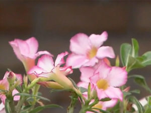 Wüstenrose