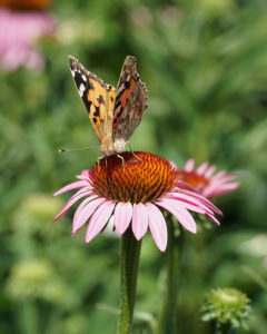 Siegerbild "Sommerfreuden im Garten"