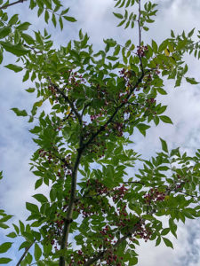 Pfeffer-Strauch
