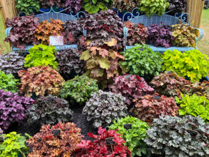 Heuchera
