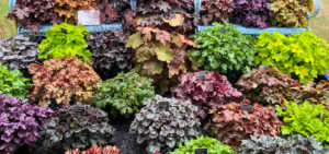 Heuchera