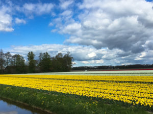 Tulpen - soweit das Auge reicht - in den Niederlanden
