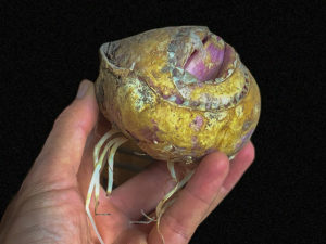Zwiebel der Kaiserkrone - das Loch oben muss sein