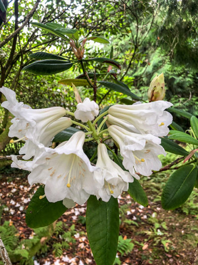 Rhododendron in Cornwall