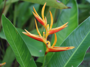 Gartenreise nach Guadeloupe