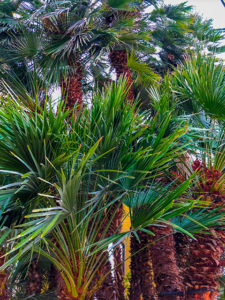 Botanischer Garten in Padua, Goethe-Palme