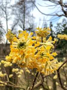 Botanischer Garten in Padua, Goethe-Palme