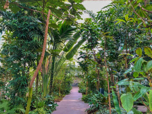Botanischer Garten in Padua, Goethe-Palme