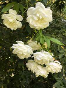 Rosengarten Rom
