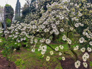 Rom, Ninfa