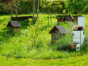 "Natur im Garten" in Mattsee (Bild: ORF/Leopold Mayrhofer)
