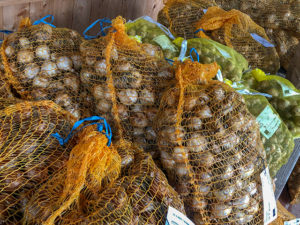 Blumenzwiebeln - zum Verkauf bereit