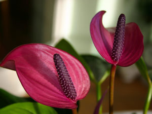 Flamingoblüte Anthurie Sensa