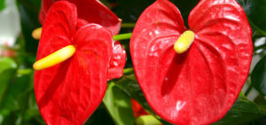 Flamingoblüte