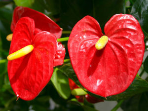Flamingoblüte