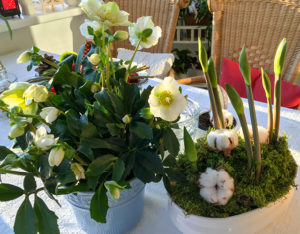 Christrose und Amaryllis