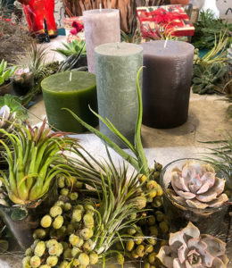 Sukkulenten und Tillandsien im Adventkranz