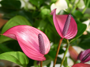 Flamingoblüte