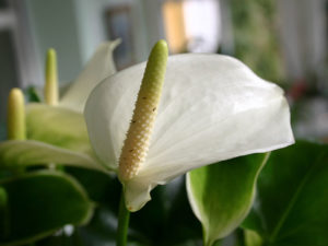 Flamingoblüte in weiß