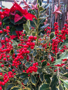 Ilex - Saftiges Grün und rote Beeren