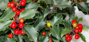 Ilex - Stechpalme